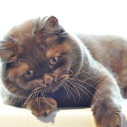 �����, ������, 51 ���