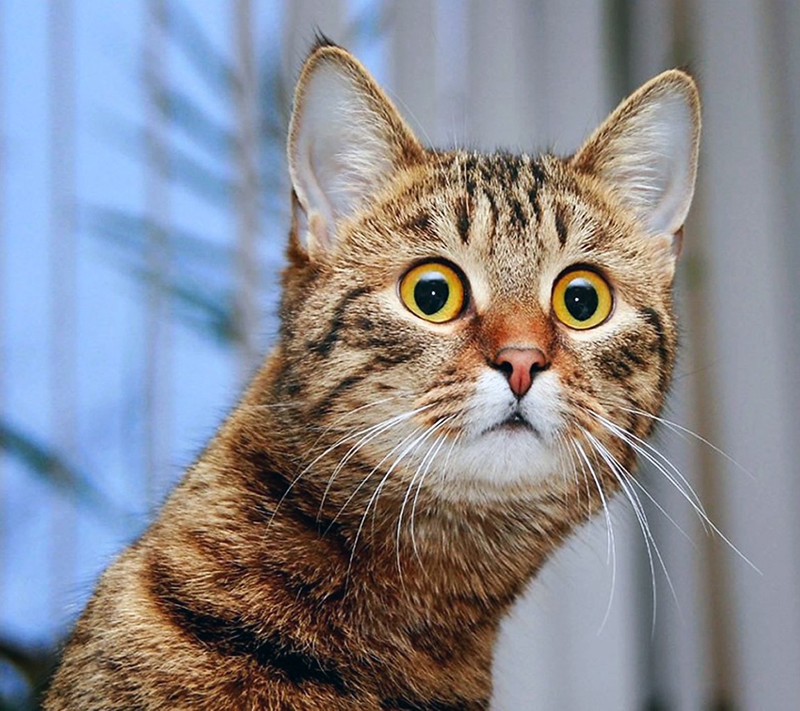 - ,      .. -  ?!.. - 6