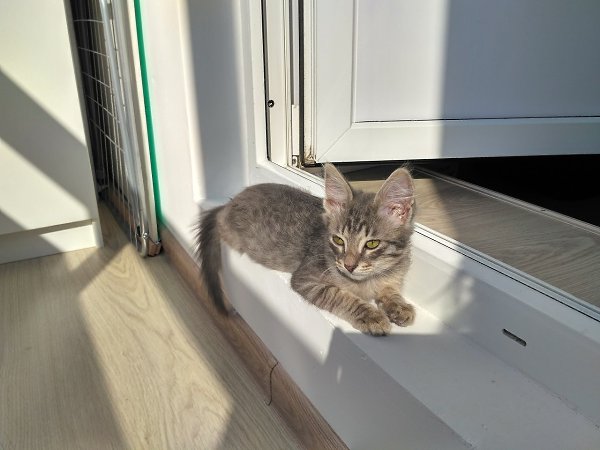 #Безкота_добро.Его привезла мне девушка, которая подобрала котика у метро. У него был обожжен нос, ...