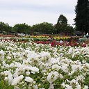  , , 70  -  15  2019   CA_2019_San Jose_Rose Garden_2