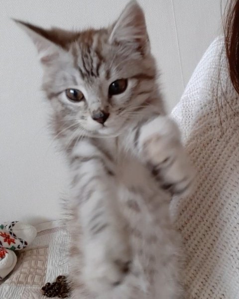 #Безкота_добро.Вот уже как неделю у меня живёт маленький котик, встретил меня у подъезда. Был ...