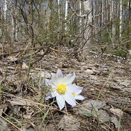 ������, ������-���, 65 ���