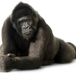 �������, ���������, 35 ���