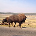 Buffalo.Yellowstone National Park, WY, USA   Travels