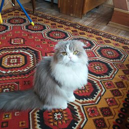 ���� ������, �������������-����������, 76 ���