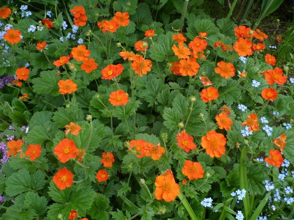 .  (Geum),    ,   50 .  ... - 3