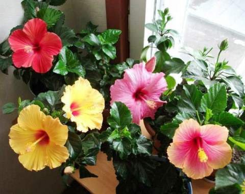 Гибискус или китайская роза.Гибискус (Hibiscus rosa-chinensis), также широко известный как китайская ... - 2
