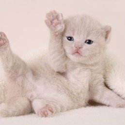 ���������, ������, 65 ���