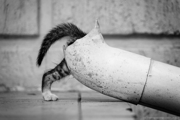CatTube ).   .  .