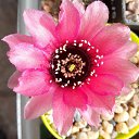 ���� ������, ��������, 55 ��� - ��������� 15 ���� 2019 � ������ ������ ��������