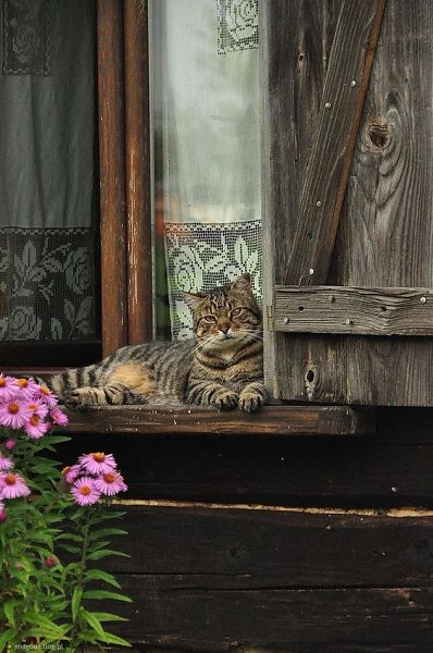 Котики в деpевенских окнах - кaк оcобыи вид уютa и ностaльгии. - 5