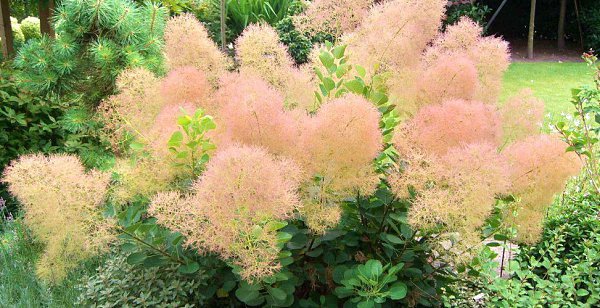 Скумпия.Скумпия – очень оригинальное растение. Во время цветения париковое дерево выглядит как ...