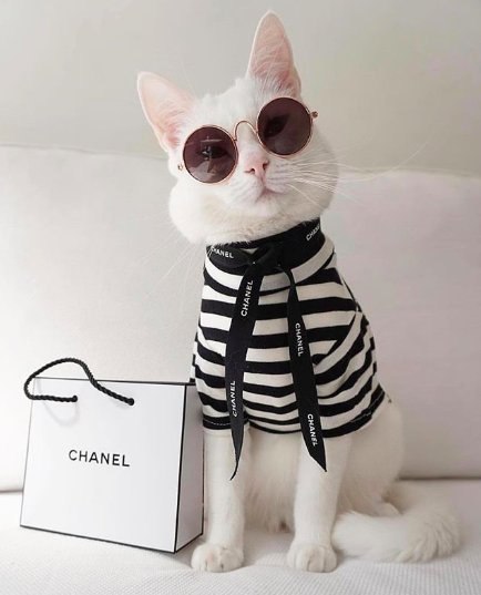 Zappa - ������ �����, ������������� ������� ������ �����.����������� ����� ����� - �������� ... - 5