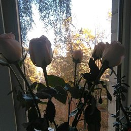 , , 44 