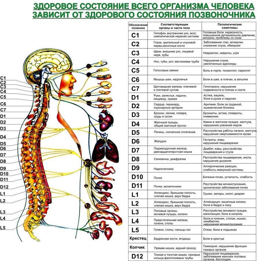 Что отвечает за изображение в телефоне