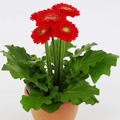 .    (Gerbera)  ,   ,   ... - 2