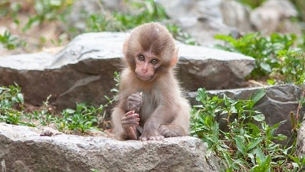        (Jigokudani Yaen-koen, Jigokudani Monkey Park)  ... - 6