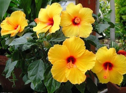 Гибискус или китайская роза.Гибискус (Hibiscus rosa-chinensis), также широко известный как китайская ... - 3