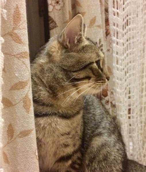 #Безкота_добро.Говорят, что кошки сами выбирают хозяев. Так и вышло. Любовь с первого взгляда. ...