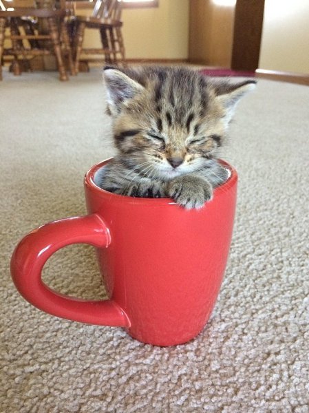 — Здесь было молоко? Какое молоко? #юмор@bon