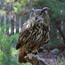 ���� Fuks, ����, 106 ��� - ��������� 23 ������� 2019