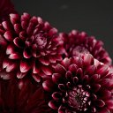 ���� �����, �����-��������� - ��������� 21 ��� 2019 � ������ ���� ����������