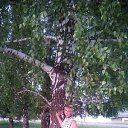  Z,  , 64  -  11  2019    