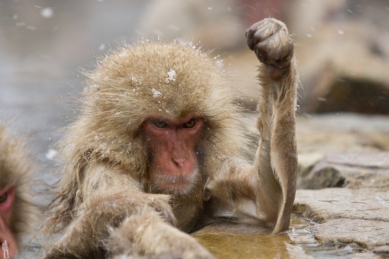        (Jigokudani Yaen-koen, Jigokudani Monkey Park)  ... - 8