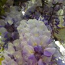 ���� Rosa, ��� - ��������� 18 ��� 2019 � ������ ������ ����