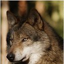 ���� ���������, ������ - ��������� 29 ������� 2019 � ������ �wolf�