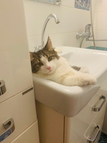 #Безкота_добро.Кекс сам пришёл. Решил завязать с бездомным существованием. От пережитого голода три ... - 6