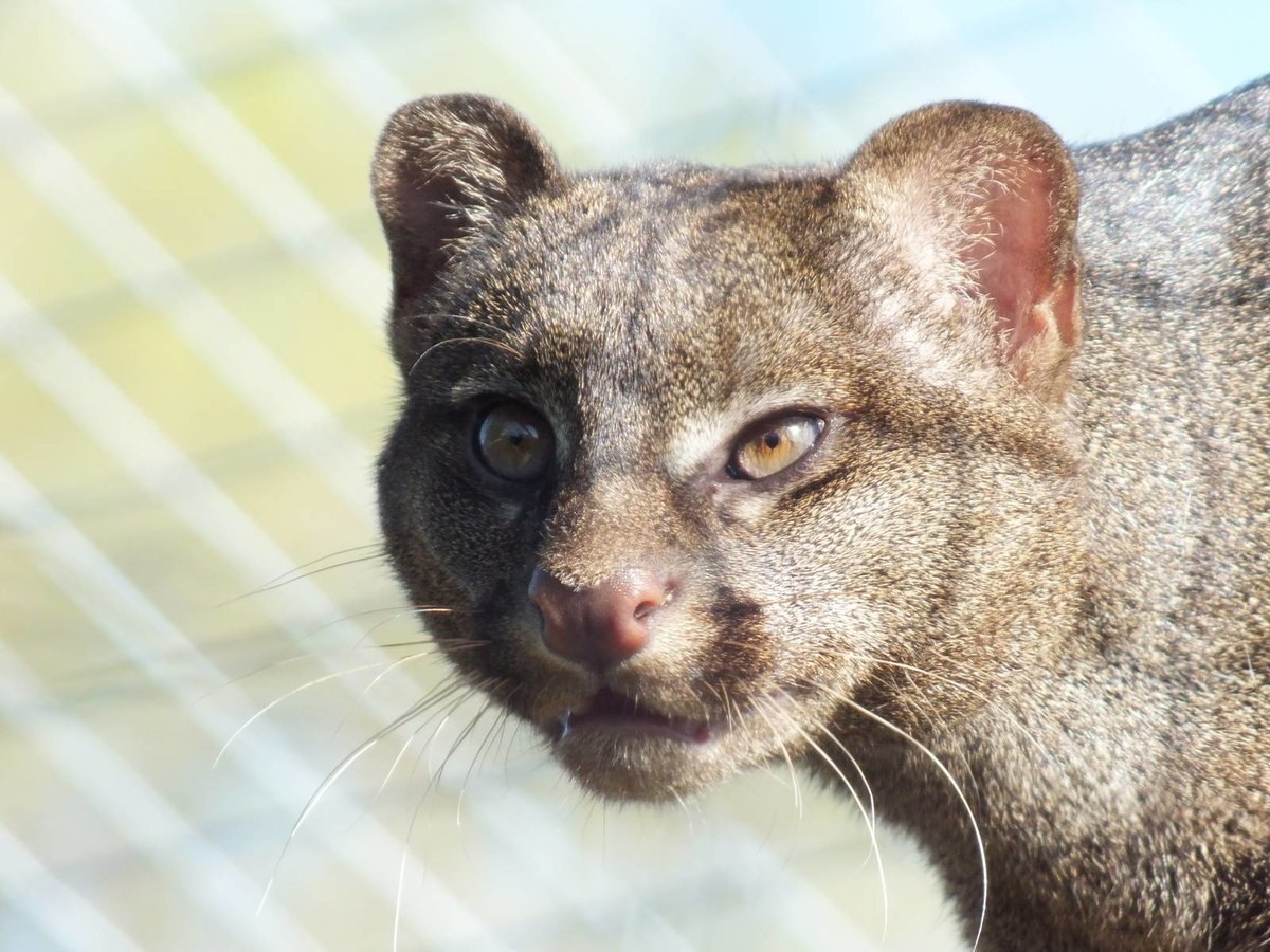  -     ,  .      ... - 3