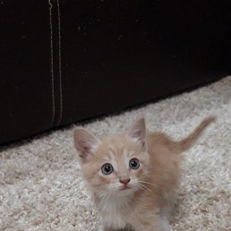 �������, ��������, 34 ����