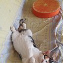Na karantine vtoroij mesac))) �� ������� ���� ����������