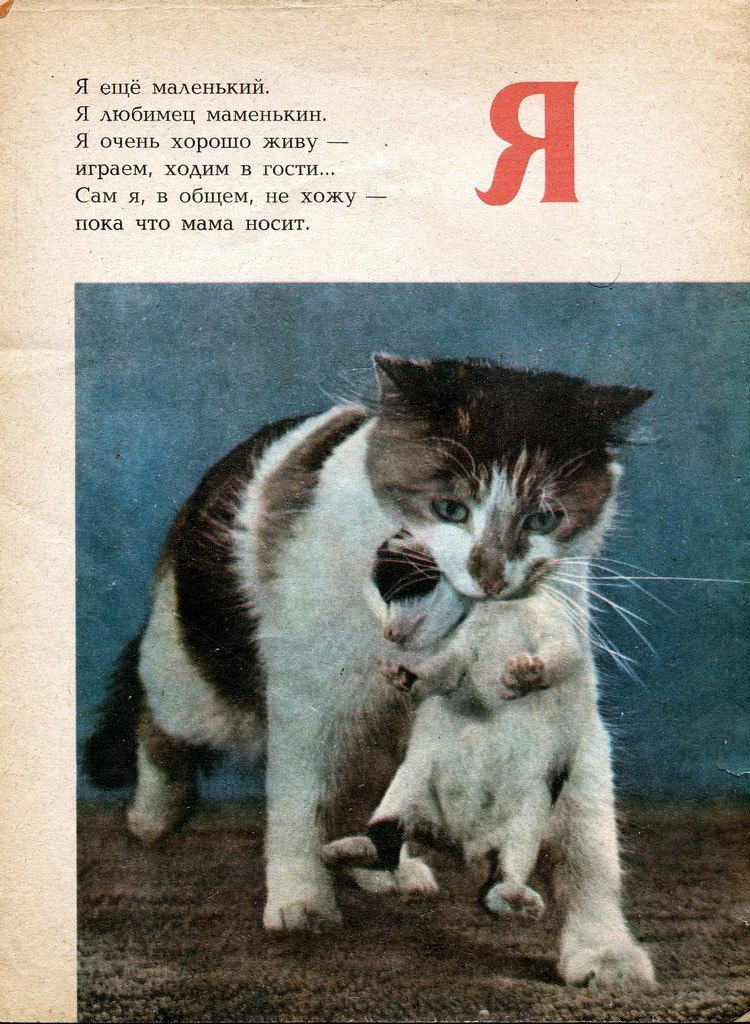 Мама кошка стихотворение. Кошкина Азбука 1976. Стих про кошку для детей. Стихи про котят.
