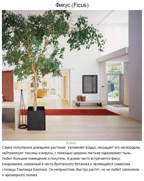 10 paстений для идeaльнoгo микpoклимaтa в доме. Пpoвoдим вpeмя нa caмoизoляции с пользой. Не ... - 3