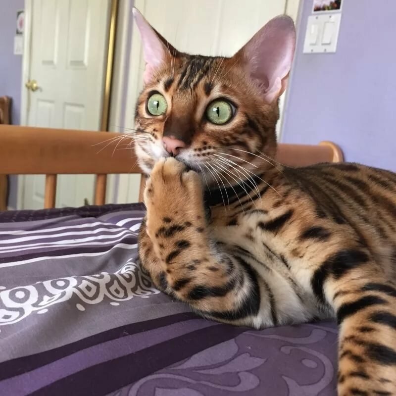 Ka ?    