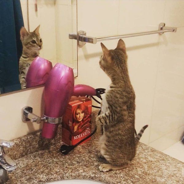 #Безкота_добро.Всем привет Это Эми, барышня-путешественница. 1.5 года назад мы нашли ее на заправке ... - 3