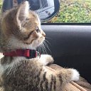 ���� ����~~, ������� - ��������� 5 ������ 2020 � ������ ������ ��������