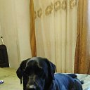 ���� Gocha, �������, 52 ���� - ��������� 19 ���� 2020 � ������ ���� ����������