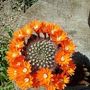 ���� Vidoje, �������, 61 ��� - ��������� 22 ���� 2020 � ������ ������ ��������