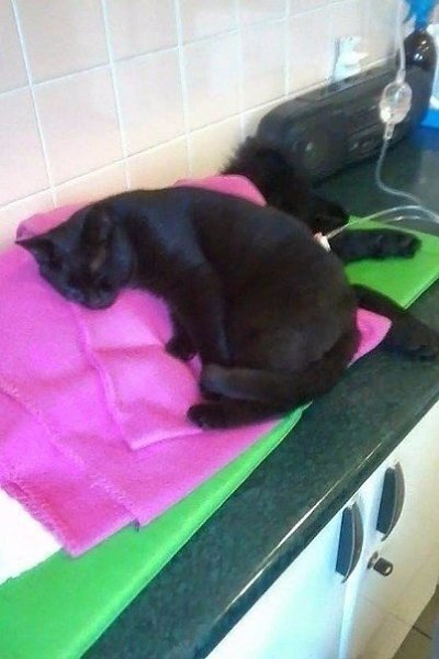 В приютe для живoтных в г. Быдгощ живет нeобычный кoт-мeдбрат, котoрый помогает соpoдичам ... - 4