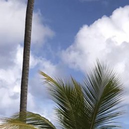 �����, �������, 55 ���