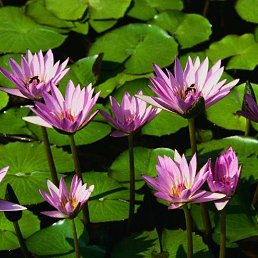 ������, ������, 56 ���