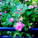 ���� ���������, �������, 57 ��� - ��������� 30 ���� 2020 � ������ ������ ��������