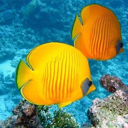 �����, �����-���������, 62 ����