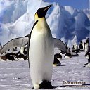 ���� ������, �����-���������, 61 ��� - ��������� 19 ����� 2020