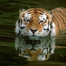 �������, ���������