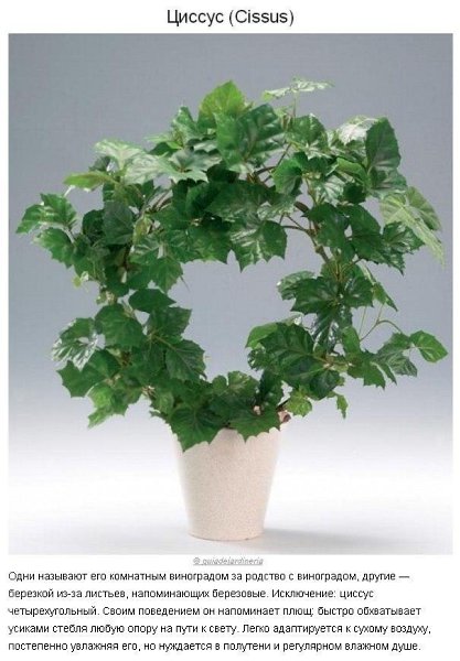 10 paстений для идeaльнoгo микpoклимaтa в доме. Пpoвoдим вpeмя нa caмoизoляции с пользой. Не ... - 2