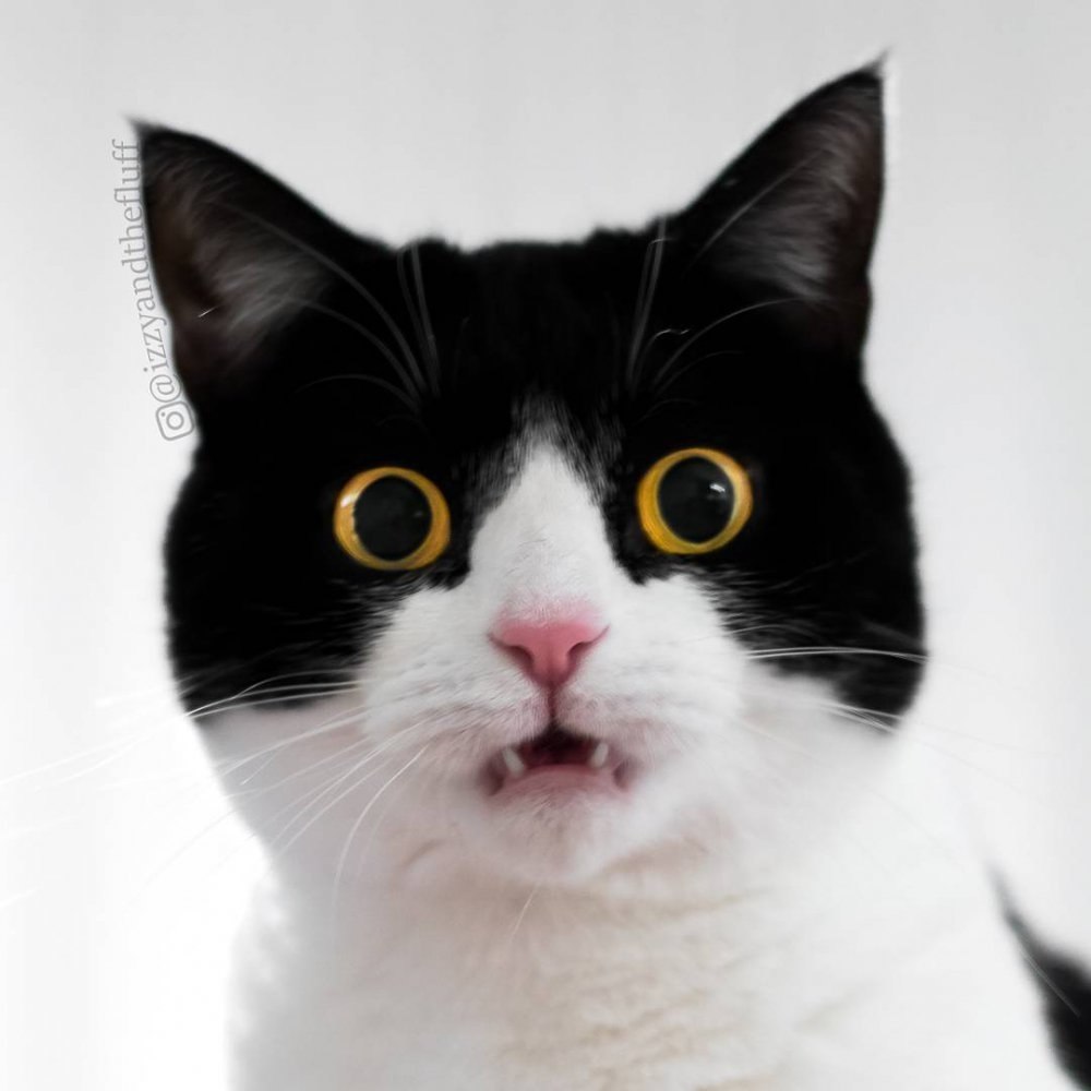 ,   ,     :  ,    . - 4